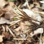 Serratula tinctoria Fruchs