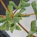 Lampranthus deltoides Leaf