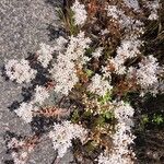Sedum album Агульны выгляд