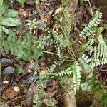 Asplenium barteri Folha