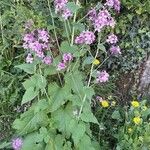 Lunaria rediviva Habit