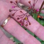 Talinum paniculatum Çiçek