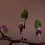 Bulbophyllum calyptratum Kwiat