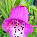 Digitalis purpurea Blomma