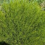 Baccharis sarothroides Hoja