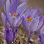 Crocus heuffelianus Цвят