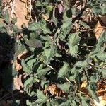 Solanum villosum Leaf