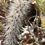 Trifolium angustifolium Blodyn