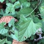 Convolvulus althaeoides Leaf