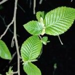 Ostrya carpinifolia Leaf