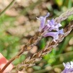 Lavandula canariensisCvet