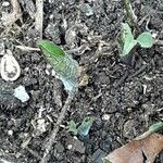 Symphytum caucasicum Folha