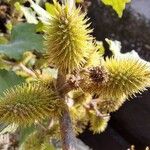 Xanthium strumarium Fruit