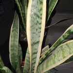 Sansevieria hyacinthoides Blad