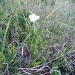 Ruellia bignoniiflora Habit