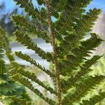 Dryopteris borreri Blad