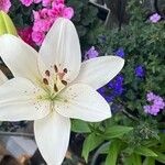 Lilium candidum花