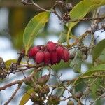 Agarista salicifolia Flor