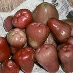 Syzygium jambos Фрукт