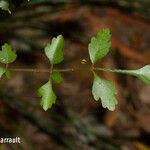 Dysoxylum bijugum Yaprak