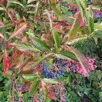 Viburnum nudum Leaf