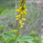 Melilotus elegans Flower