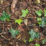 Hedera hibernica Hostoa