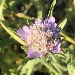 Lomelosia stellata Blüte