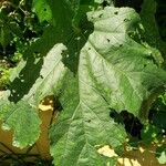 Abelmoschus esculentus Blatt