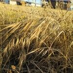 Bromus diandrus Fruit