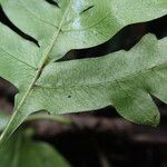 Pteris hamulosa Leaf