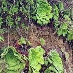 Aeonium canariense Leaf