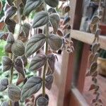 Columnea microphylla Hoja