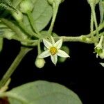 Solanum schlechtendalianum Muu