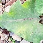 Arctium lappaFeuille