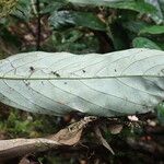 Polyceratocarpus microtrichus Leaf
