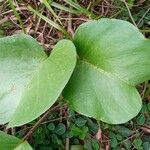 Ipomoea asarifolia Leaf