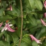 Coutarea hexandra Λουλούδι
