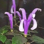 Poikilacanthus macranthus Floare