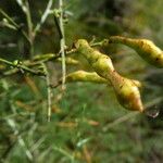 Genista scorpius Frukt