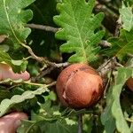 Quercus pubescens Otro