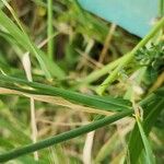 Triticum monococcum Blad