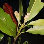Manilkara staminodella Flower