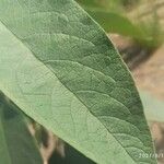 Solanum erianthum Leaf