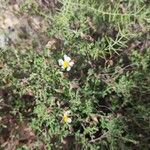 Helianthemum almeriense List