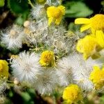 Senecio vernalis Φρούτο