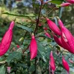 Fuchsia magellanicaFlower