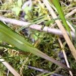 Calopogon tuberosus Corteza