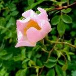 Rosa tomentosa Цвят