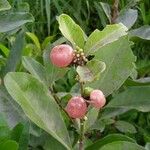 Glycosmis parviflora Fruit